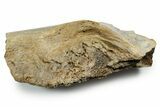 Fossil Tyrannosaur (T rex) Bone Section - Wyoming #353583-1
